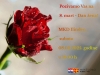 8. mart - Dan žena